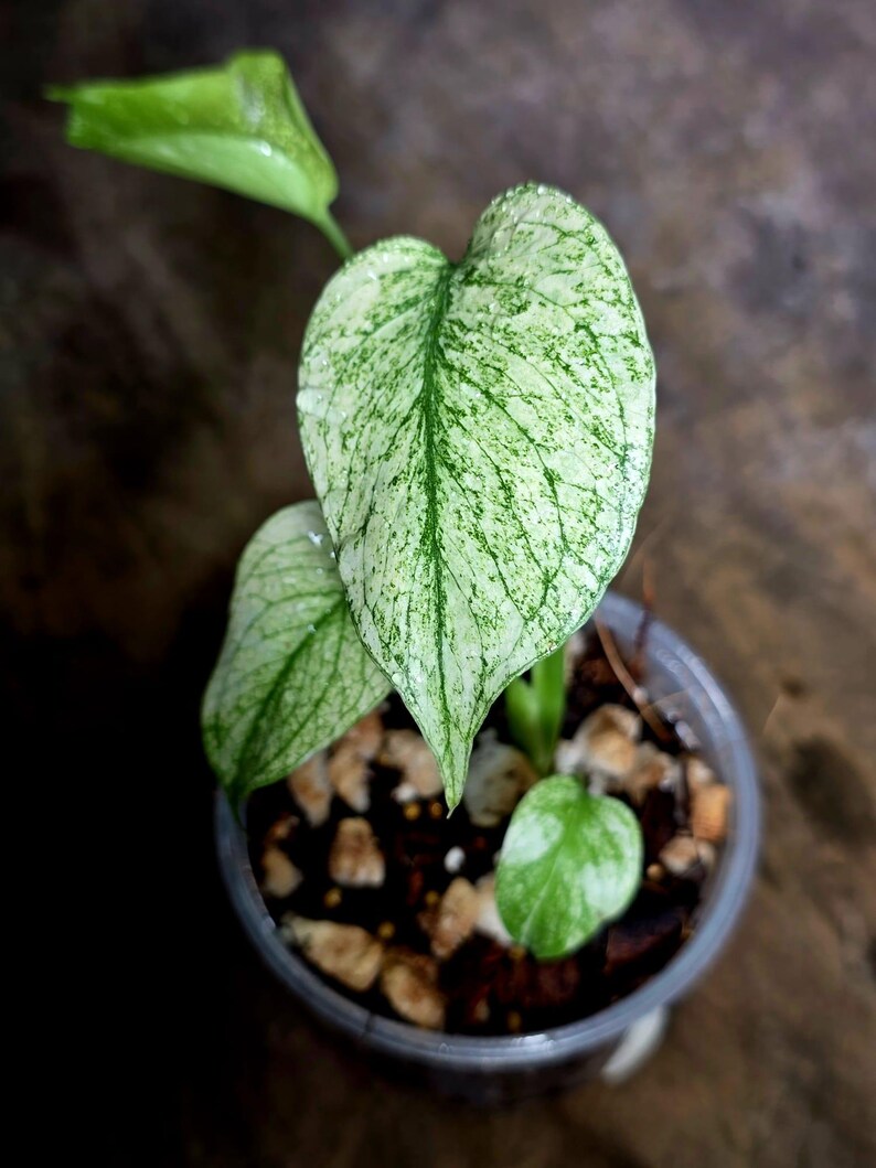 Monstera Deliciosa White Monster - Rare Monstera Beauty - (July-30-50)