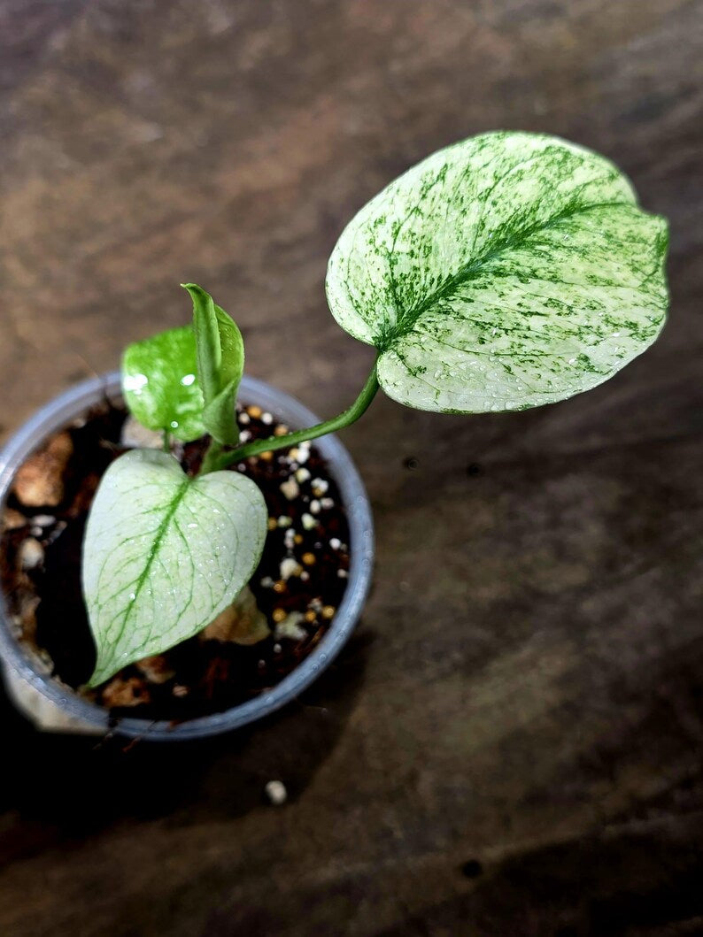Monstera Deliciosa White Monster - Rare Monstera Beauty - (July-30-56)