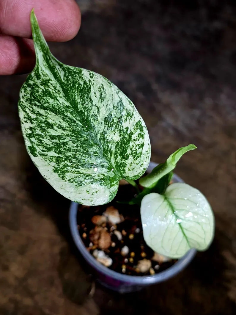 Monstera Deliciosa White Monster - Rare Monstera Beauty - (July-30-64)