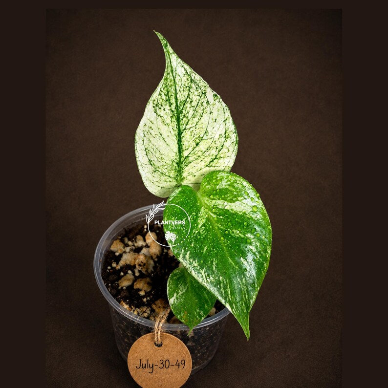 Monstera Deliciosa White Monster - Rare Monstera Beauty - (July-30-49)
