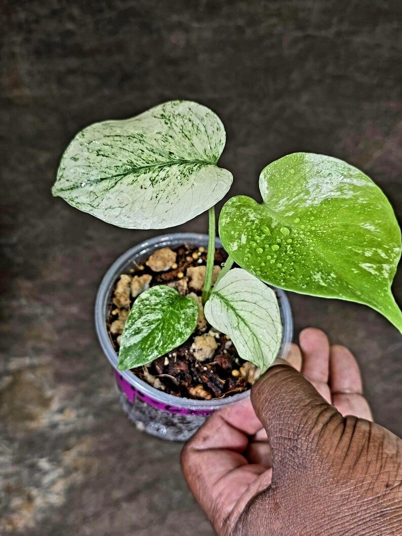 Monstera Deliciosa White Monster - Rare Monstera Beauty - (July-30-63)