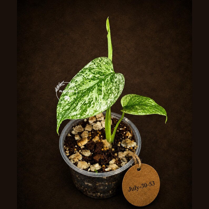 Monstera Deliciosa White Monster - Rare Monstera Beauty - (July-30-53)