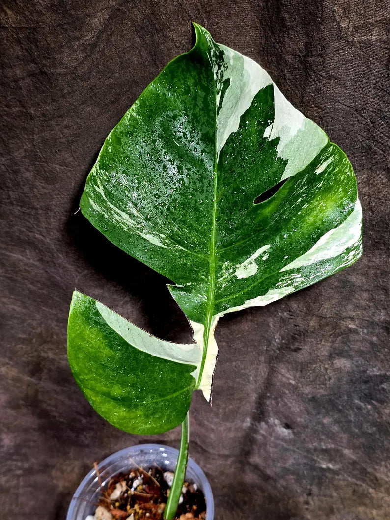 Rare Variegated Monstera Albo Borsigiana – Single Leaf – EXACT Plant (July-31-2-ER)