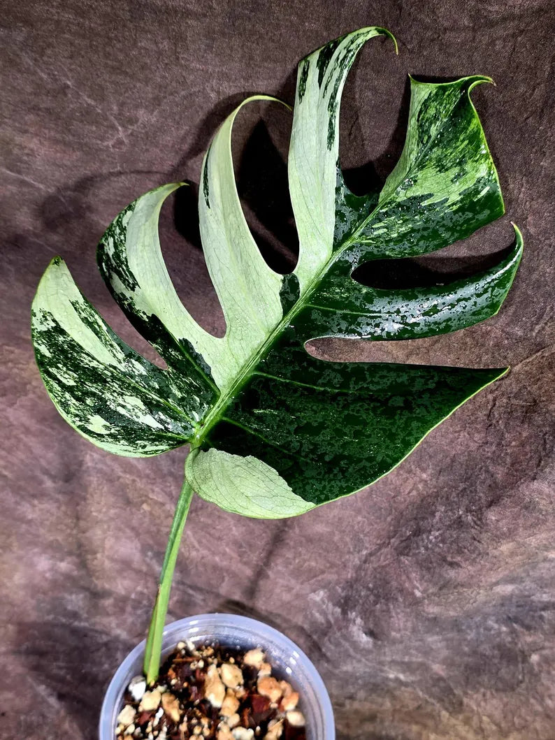 Variegated Monstera Mint Jungle Mint -(July-31-3-ER)