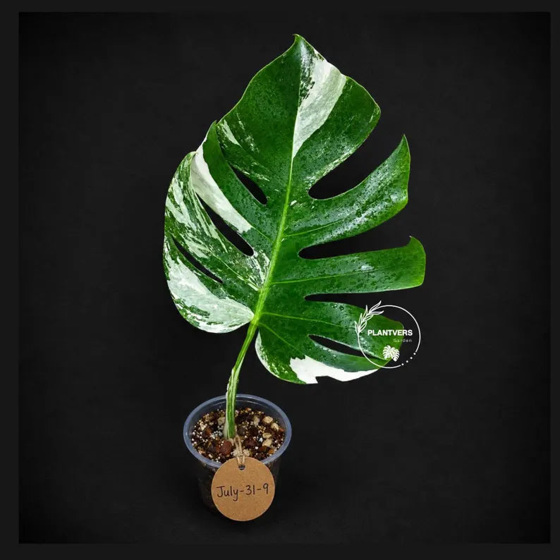 Rare Monstera Albo Borsigiana – Single Leaf (July-31-9-ER)