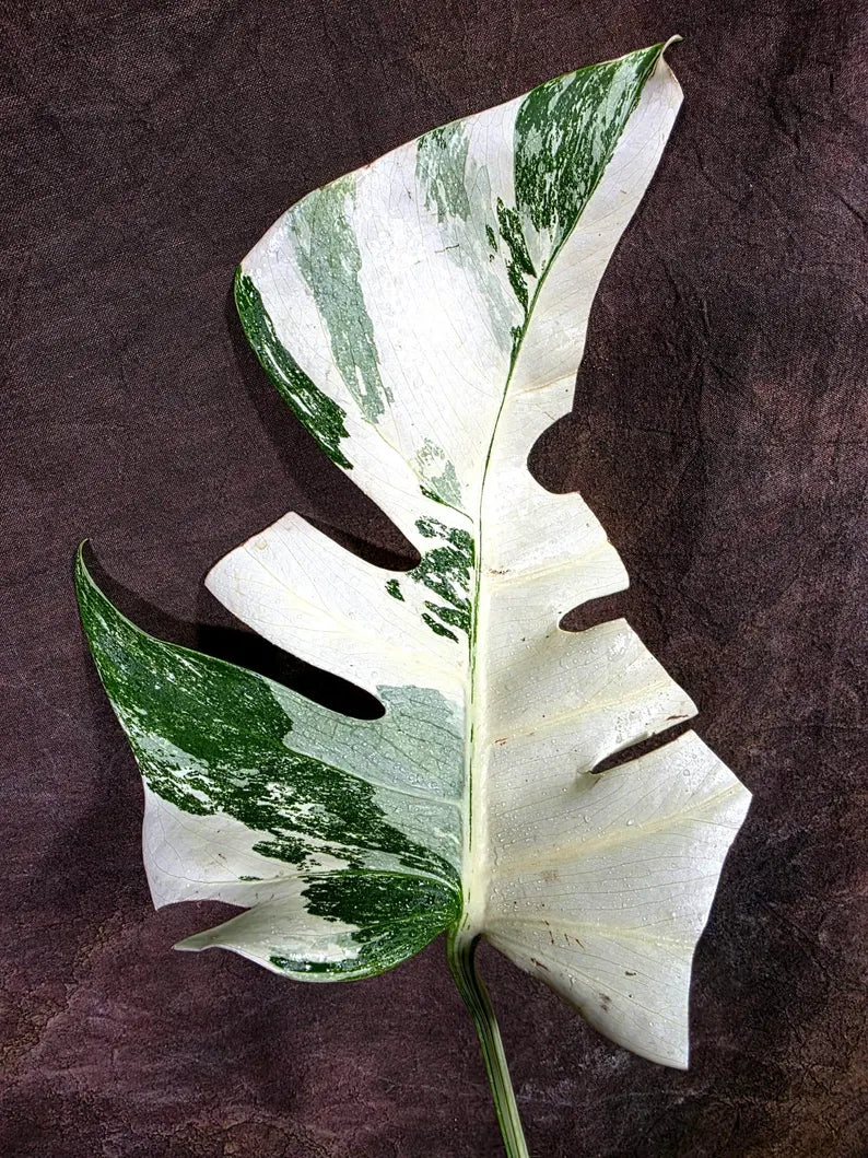 Variegated Rare White Monstera Albo Borsigiana Single Leaf Plant (July-31-12-ER)