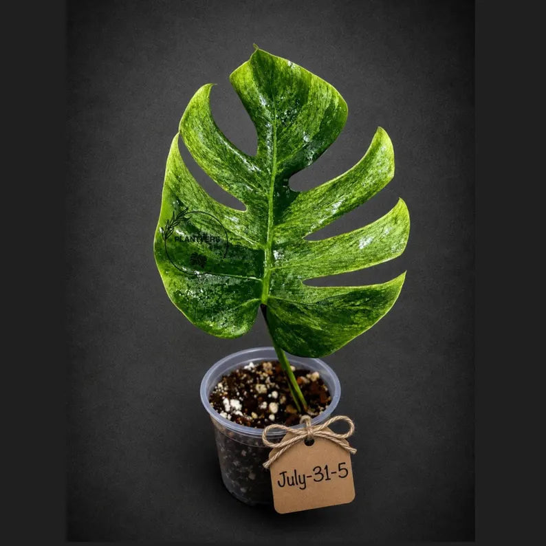 Variegated Monstera Mint Jungle Mint -(July-31-5-ER)