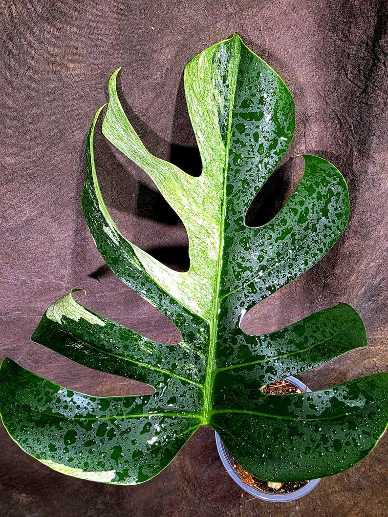 Variegated Monstera Mint Jungle Mint - (July-31-10-ER)