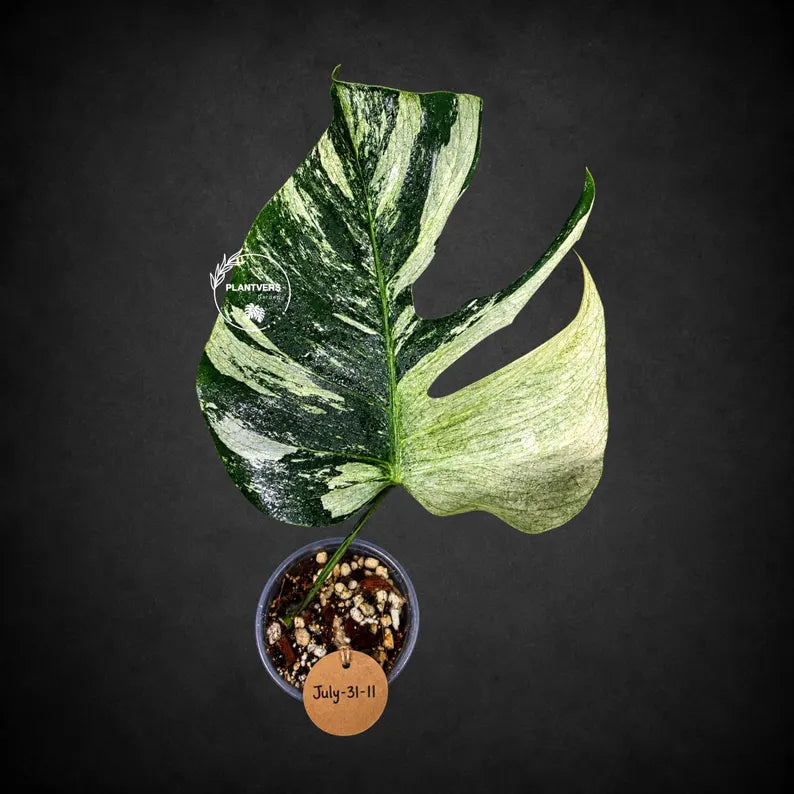 Variegated Monstera Mint Jungle Mint - (July-31-11-ER)