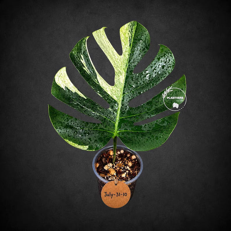 Variegated Monstera Mint Jungle Mint - (July-31-10-ER)