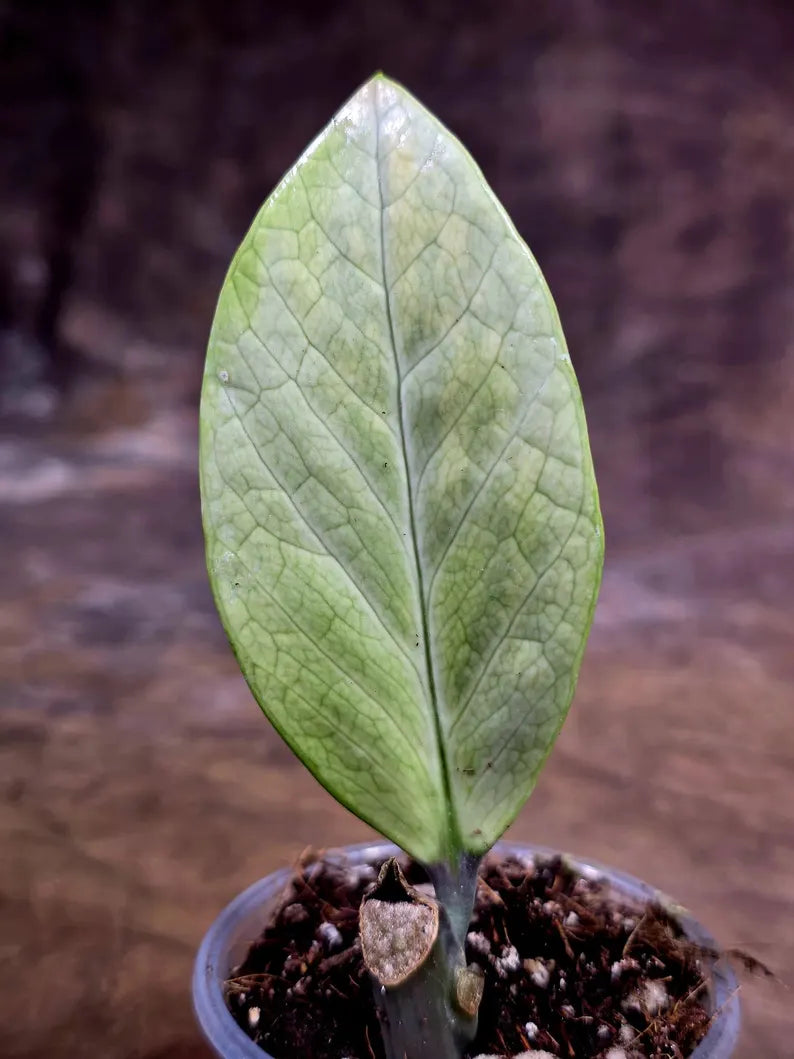 Variegated ZZ Gold Live Plant - Zamioculcas Zamiifolia (July-30-18)