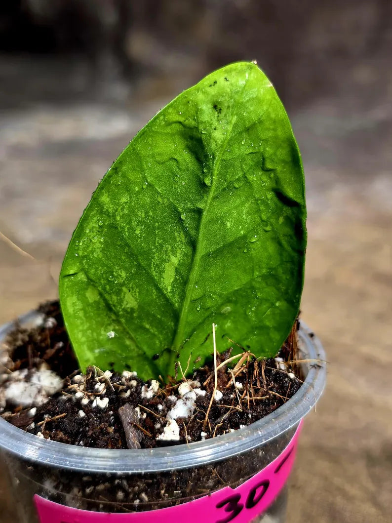 Variegated ZZ Gold Live Plant - Zamioculcas Zamiifolia (July-30-25)