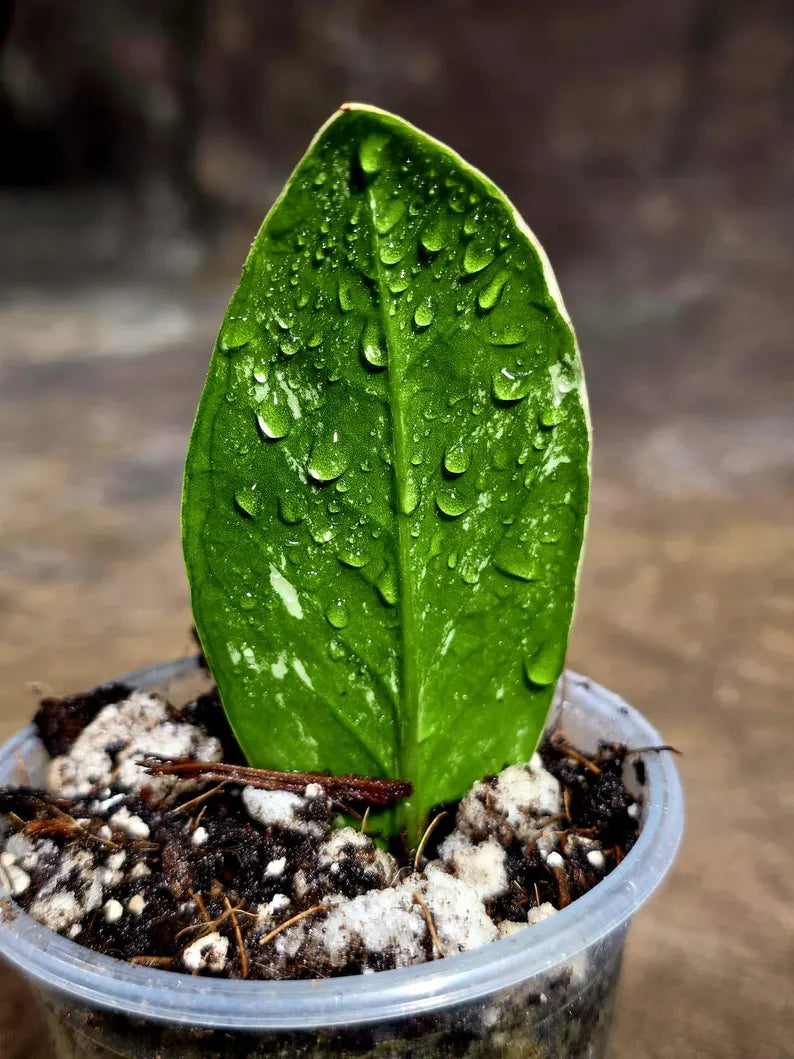 Variegated ZZ Gold Live Plant - Zamioculcas Zamiifolia (July-30-27)