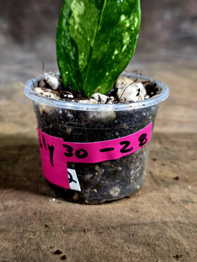 Variegated ZZ Gold Live Plant - Zamioculcas Zamiifolia (July-30-28)
