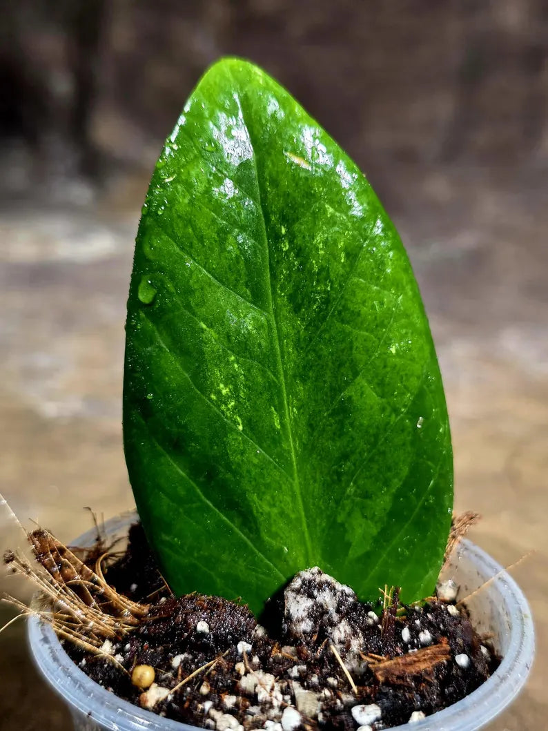 Variegated ZZ Gold Live Plant - Zamioculcas Zamiifolia (July-30-30)
