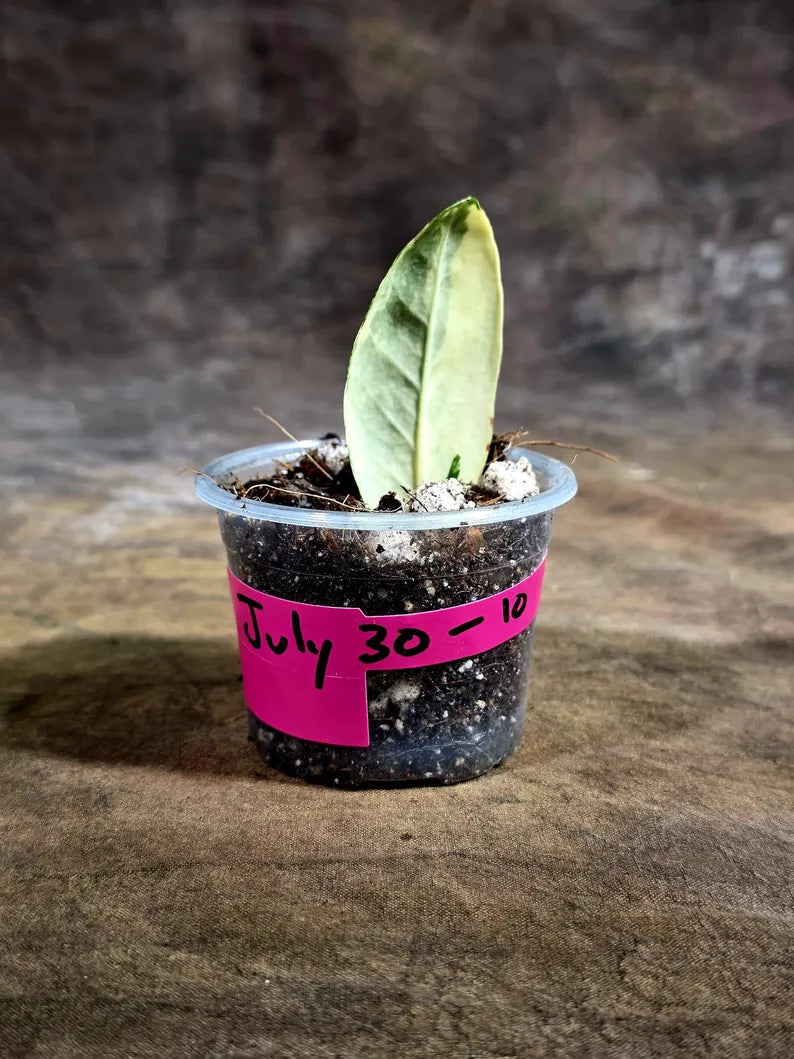 Variegated ZZ Gold Live Plant - Zamioculcas Zamiifolia (July-30-10)