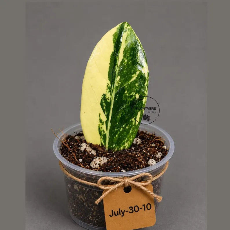 Variegated ZZ Gold Live Plant - Zamioculcas Zamiifolia (July-30-10)