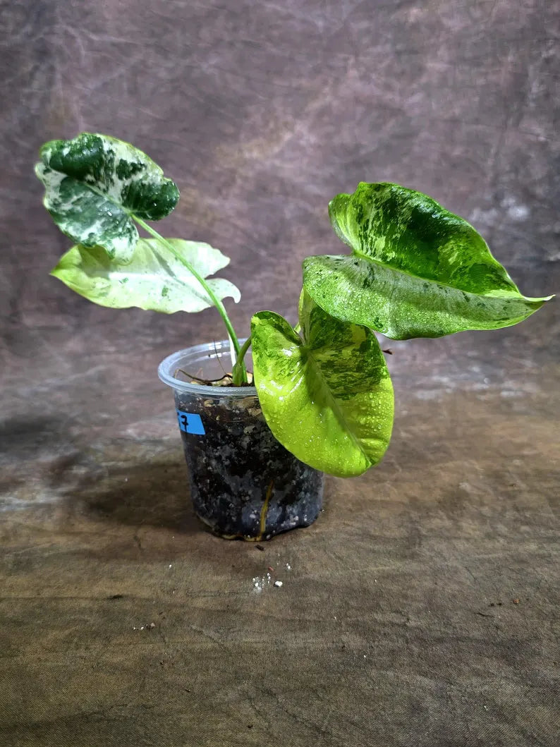 Philodendron Burle Marx White Snow Live Plant (July-31-57-ER)