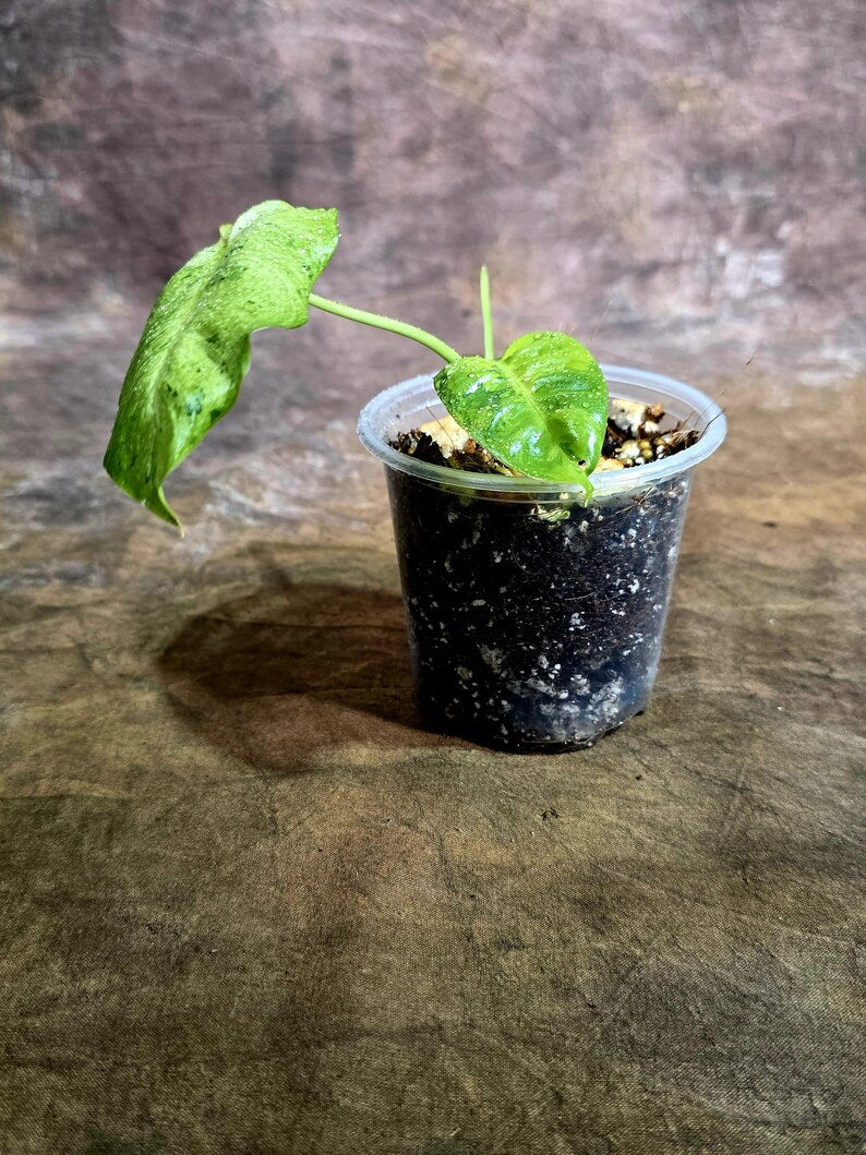 Philodendron Burle Marx White Snow Live Plant (July-31-55-ER)