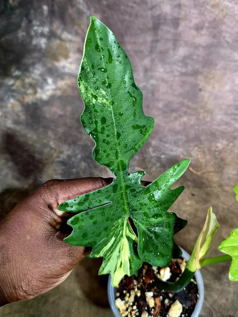 Philodendron Florida Beauty x Mayoi Low Variegated (July-31-53-ER)