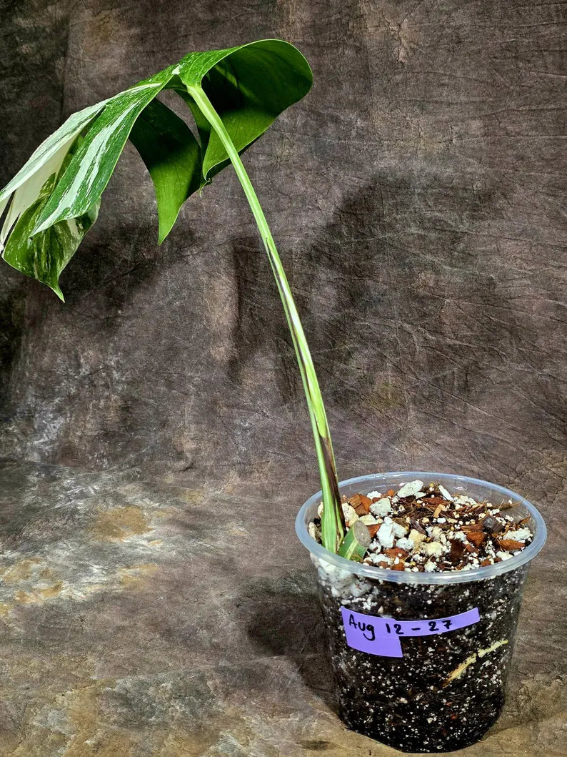 Variegated Monstera Albo Live Plant - Single Leaf Plant (Aug-12-27)
