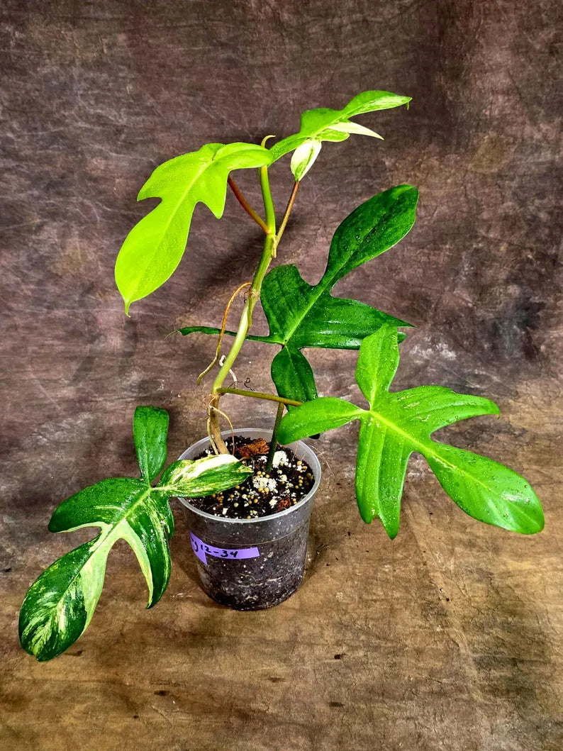 Variegated Philodendron Florida Beauty Live Plant (Aug-12-34-ER)