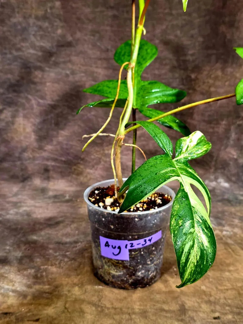 Variegated Philodendron Florida Beauty Live Plant (Aug-12-34-ER)