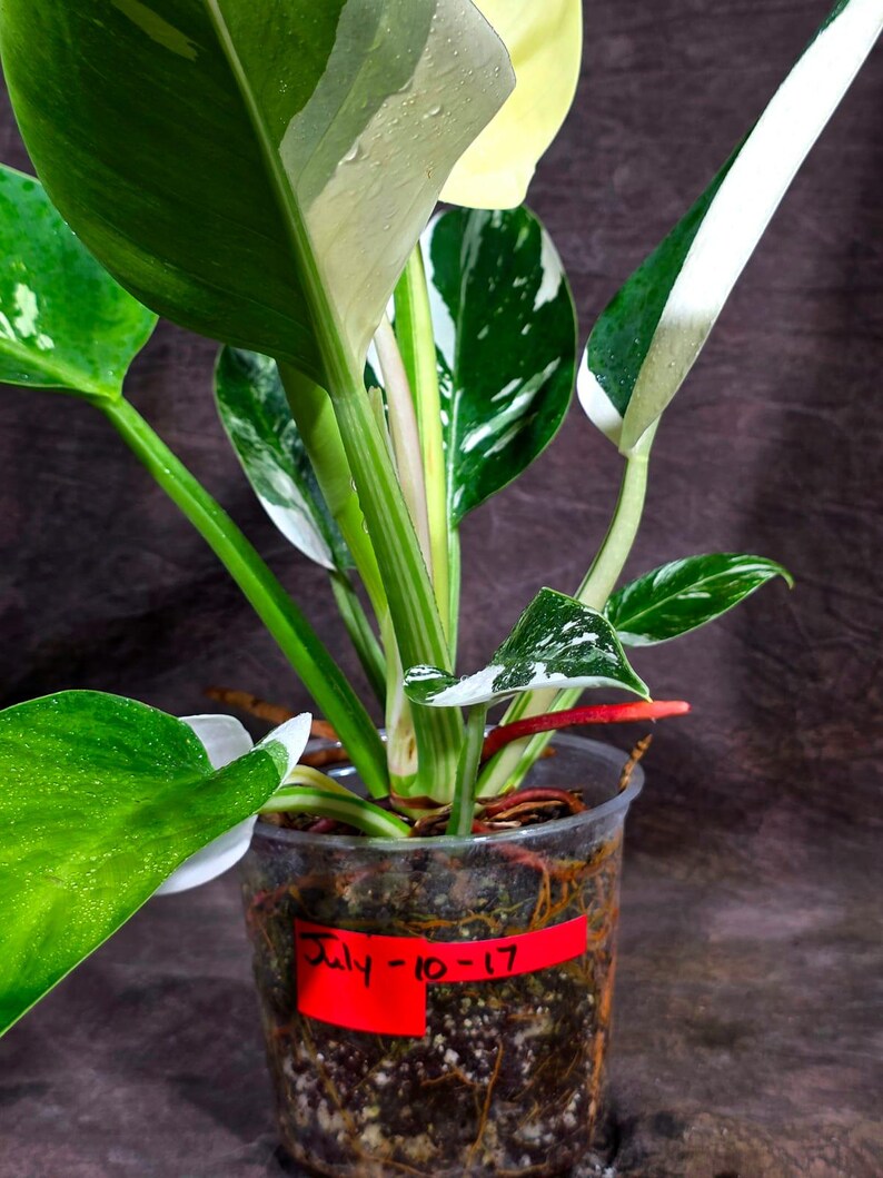 Variegated Philodendron Green Congo Original - (July-10-17)