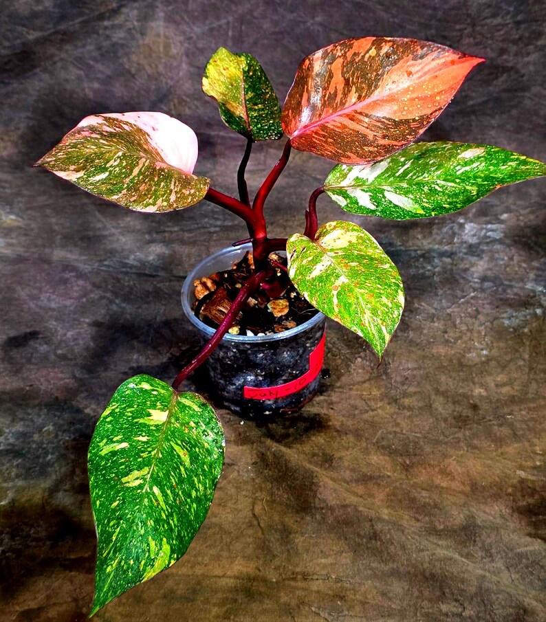 Philodendron Orange Princess - Rare Collector Plant (July-10-22)