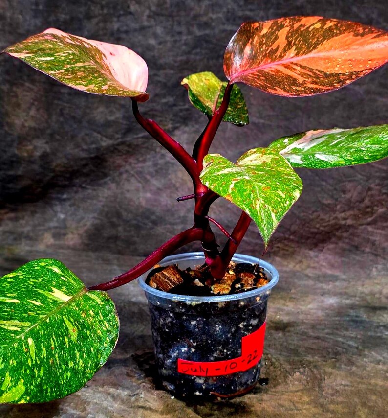 Philodendron Orange Princess - Rare Collector Plant (July-10-22)