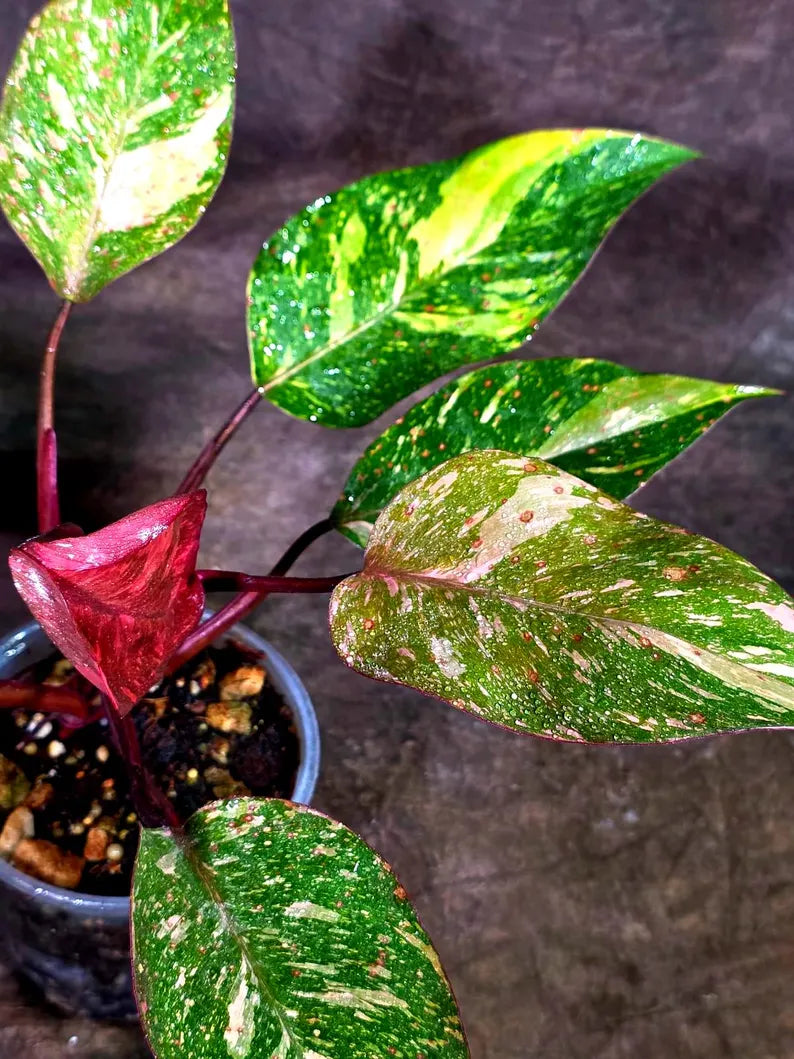 Philodendron Orange Princess - Rare Collector Plant (July-10-23)