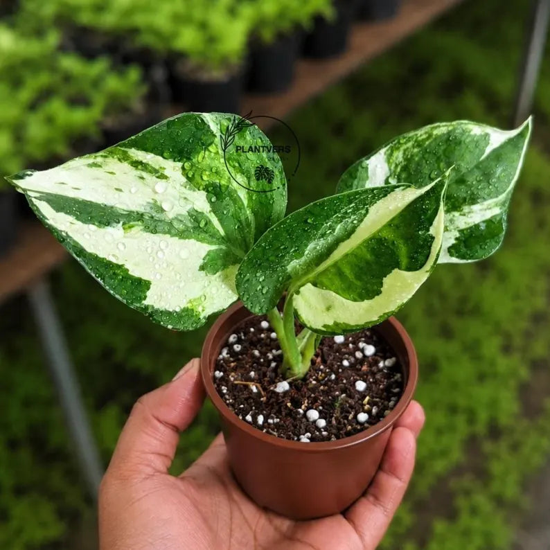 N'Joy Pothos Live Starter Plant in 2" Nursery Pot - Epipremnum Aureum N'Joy - Variegated Pothos - Indoor Houseplant