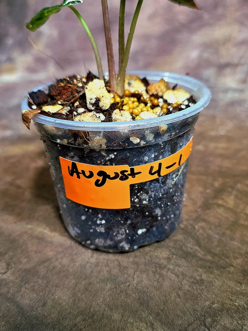 Alocasia Bambino Albo Variegated Live Plant (Aug-4-1-ER)
