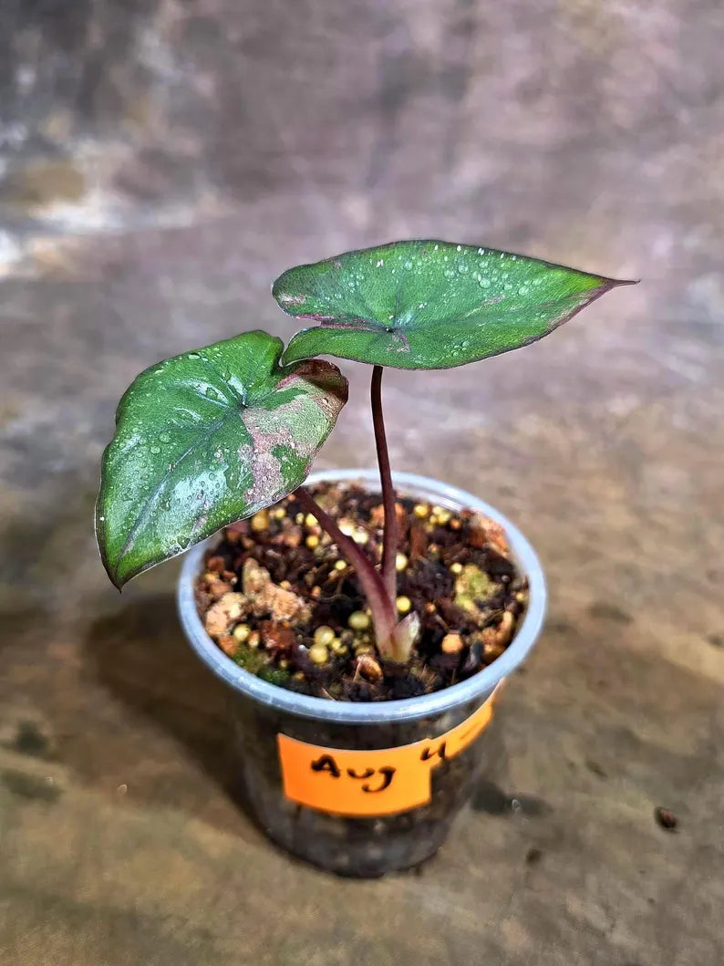 Alocasia Serendipity Pink Variegated (Aug-4-8)
