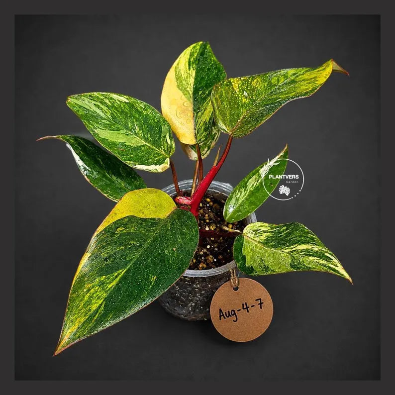Philodendron Pink Princess Tricolor (Aug-4-7)