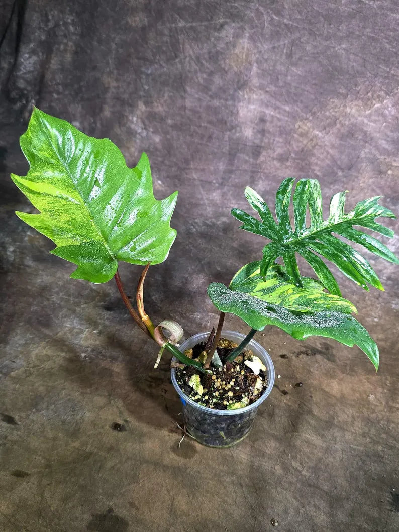 Variegated Philodendron Mayoi - Fern Leaf Philodendron (Aug-4-29-ER)