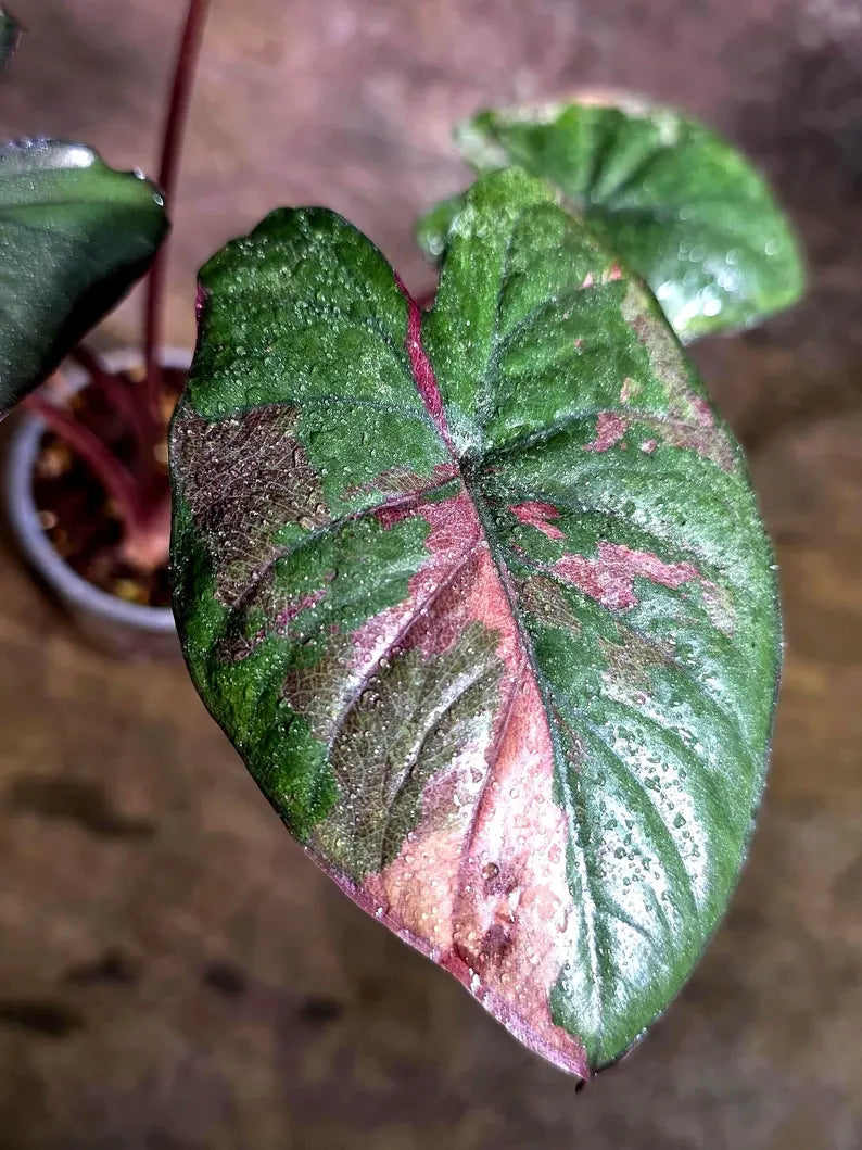 Alocasia Serendipity Pink Variegated (Aug-4-12-ER)