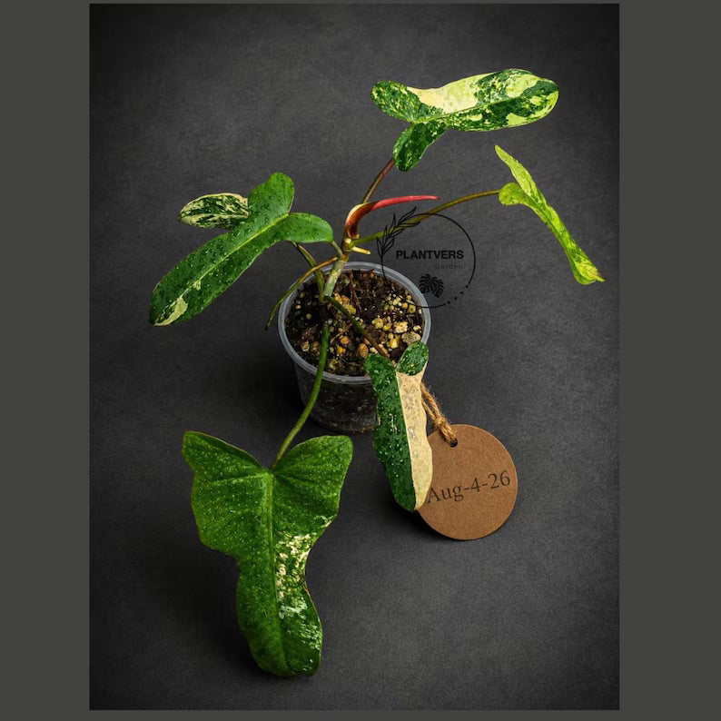 Variegated Philodendron Brown Beauty Live Plant (Aug-4-26-ER)