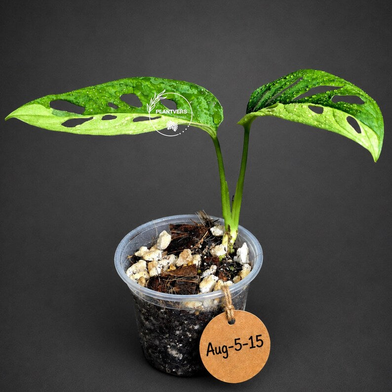 Monstera Adansonii Aurea Variegated (Aug-5-15)