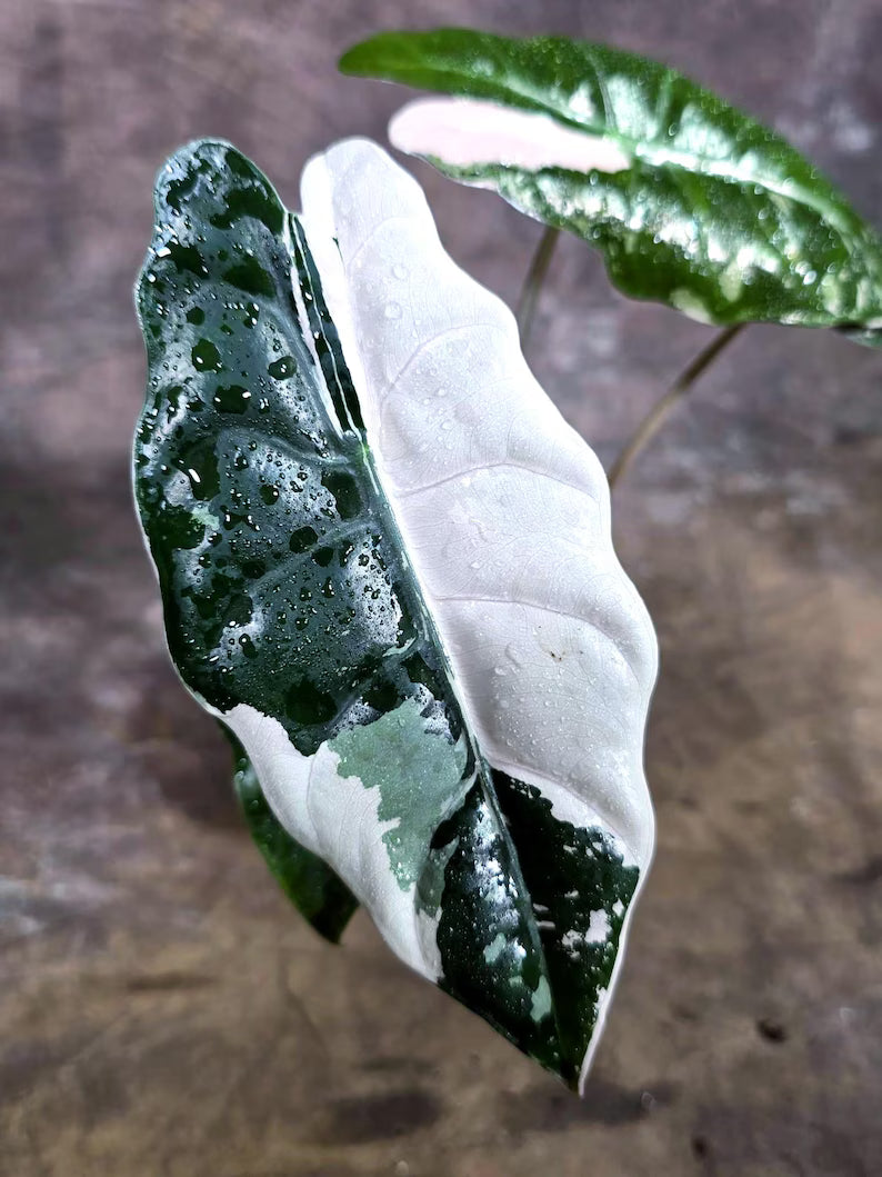 Rare Pink Alocasia Chantrieri Live Plant (Aug-4-9)