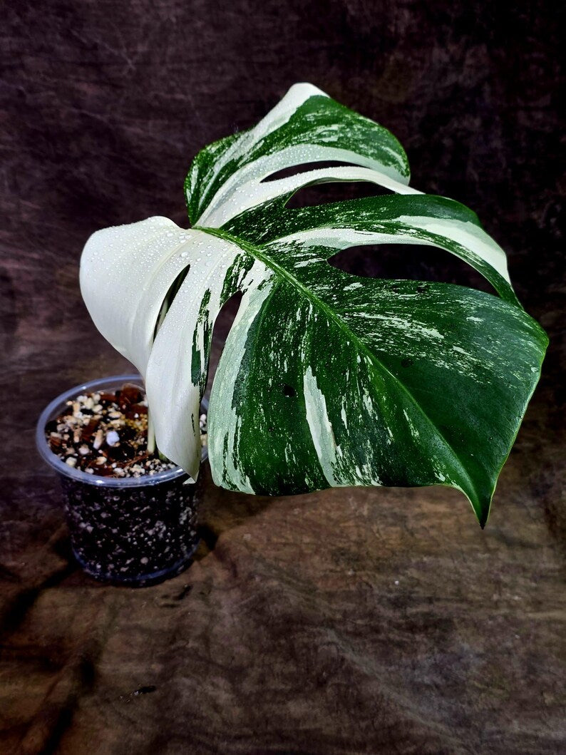 Rare Variegated Monstera Albo Live Plant - White Albo Borsigiana(Aug-7-36)