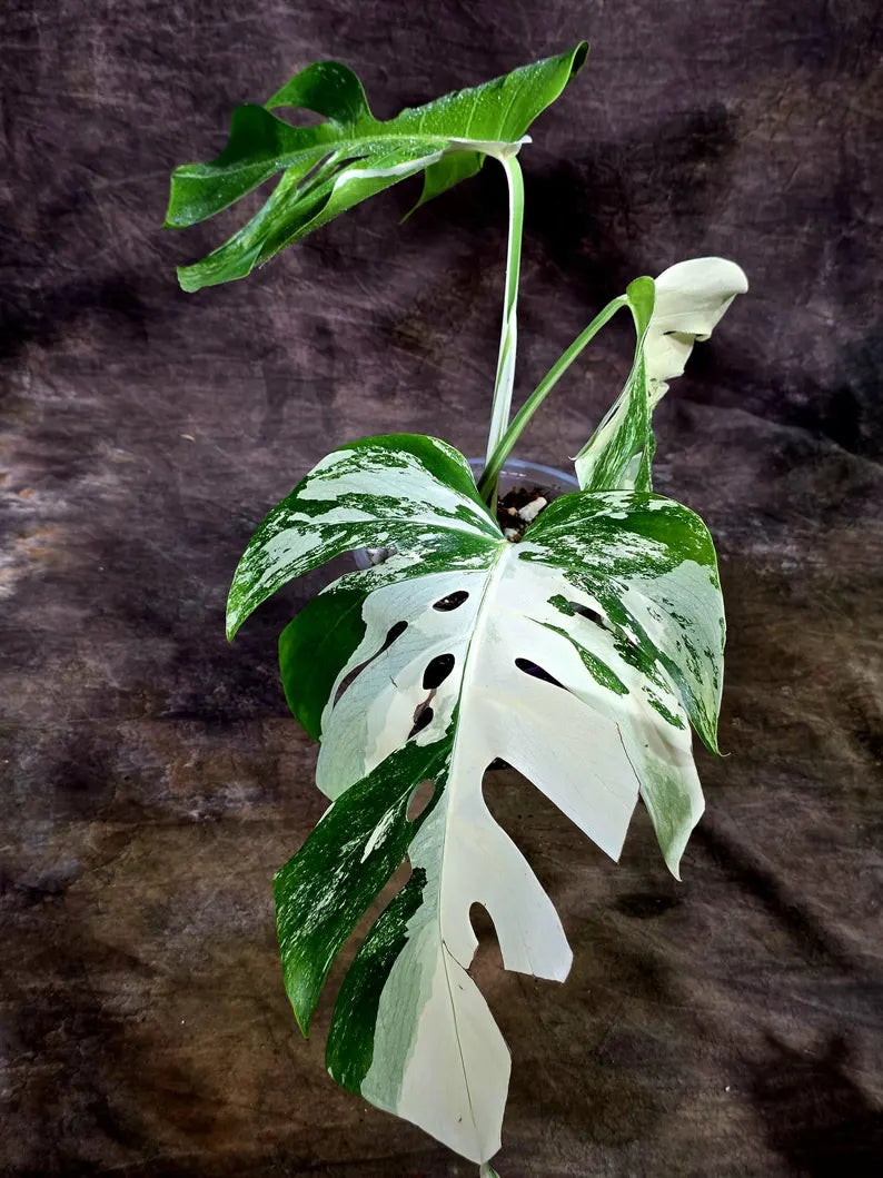 Rare Variegated Monstera Albo Live Plant - White Albo Borsigiana(Aug-7-39)