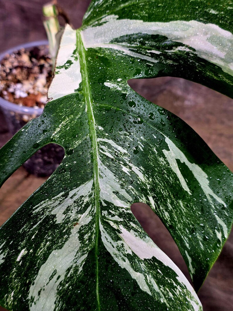 Rare Variegated Monstera Albo Live Plant - White Albo Borsigiana(Aug-7-41)