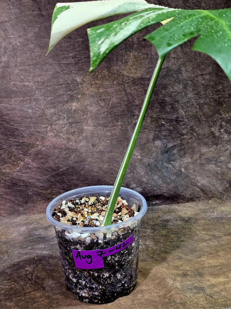 Rare Variegated Monstera Albo Live Plant - White Albo Borsigiana(Aug-7-42)