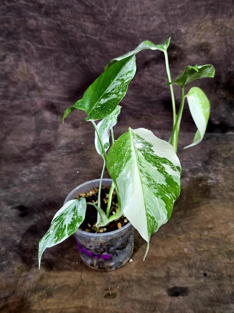 Rare Variegated Monstera Albo Live Plant - White Albo Borsigiana(Aug-7-49)