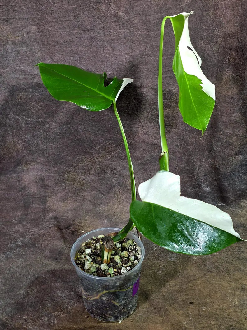 Rare Variegated Monstera Albo Live Plant (Aug-7-32)