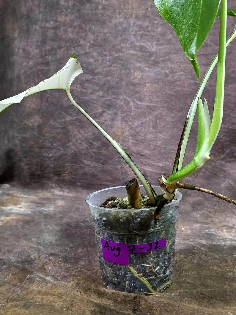 Rare Variegated Monstera Albo Live Plant (Aug-7-32)