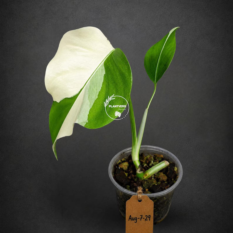 Rare Variegated Monstera Albo Live Plant - White Albo Borsigiana (Aug-7-29)