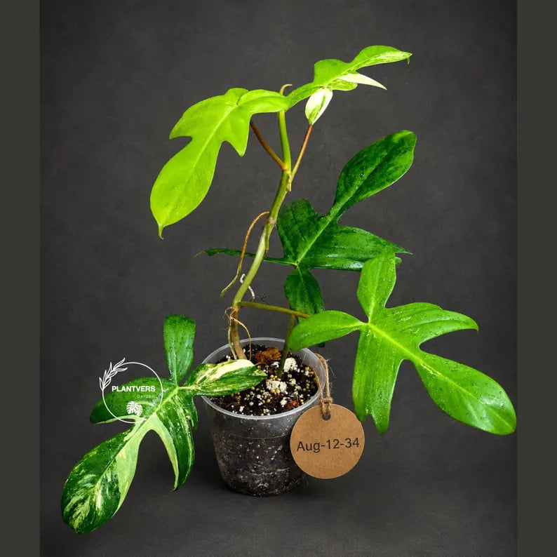 Variegated Philodendron Florida Beauty Live Plant (Aug-12-34-ER)