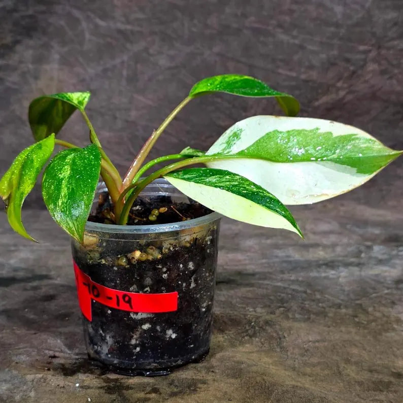 Philodendron Yellow Congo Variegated - EXACT Plant - US Seller (July-10-19)